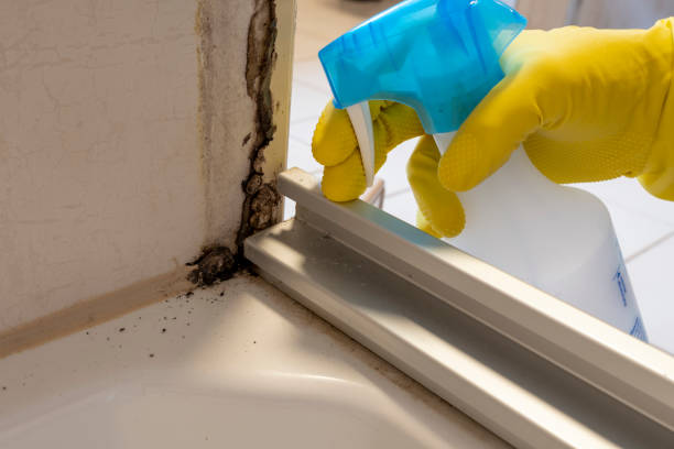 Best Attic Mold Removal  in Blasdell, NY