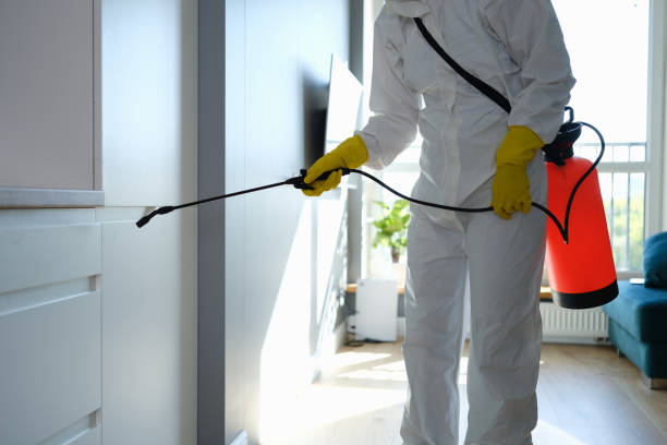 Best Residential Mold Removal  in Blasdell, NY