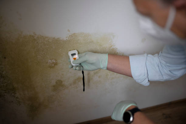 Best Mold Damage Repair  in Blasdell, NY