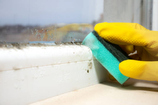 Best Professional Mold Removal  in Blasdell, NY
