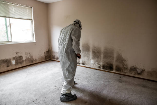 Best Crawl Space Mold Removal  in Blasdell, NY