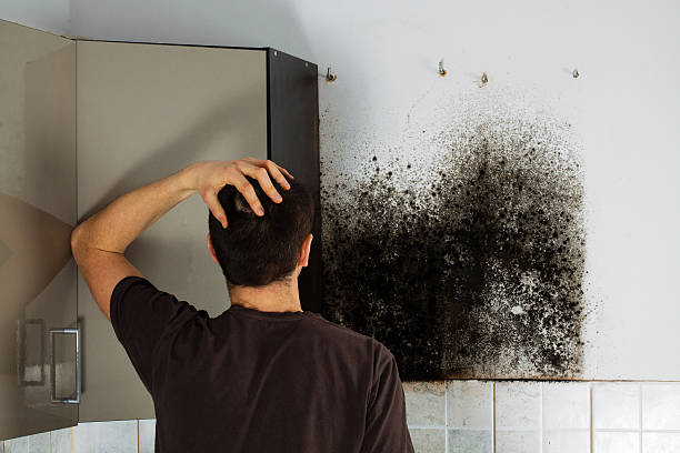 Best Mold Cleaning Services  in Blasdell, NY