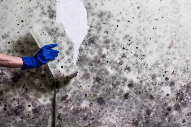 Best Office Mold Removal Services  in Blasdell, NY
